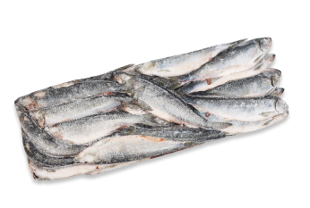Pacific Herring, Whole round