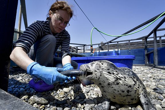Russian Fishery Company supports the Marine Mammals Rehabilitation Center construction